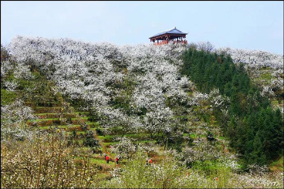 【春天，广西桂林灌阳县向您发出邀请！】我们在灌阳看梨花 - 游山玩水 - 朝阳生活社区 - 朝阳28生活网 cy.28life.com