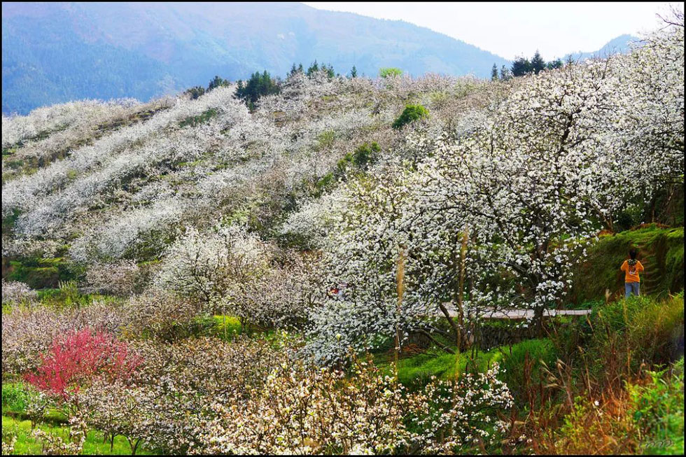 【春天，广西桂林灌阳县向您发出邀请！】我们在灌阳看梨花 - 游山玩水 - 朝阳生活社区 - 朝阳28生活网 cy.28life.com