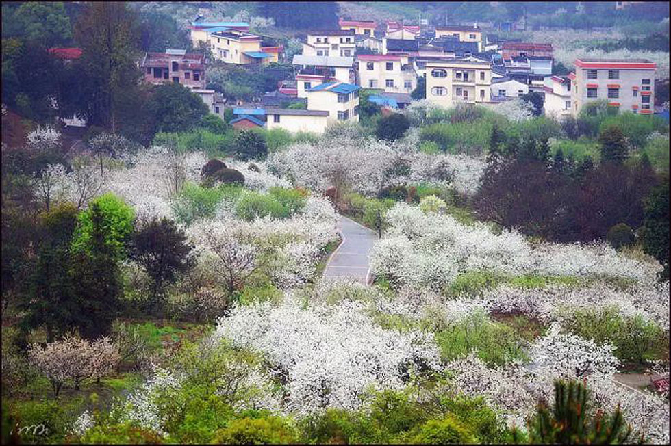 【春天，广西桂林灌阳县向您发出邀请！】我们在灌阳看梨花 - 游山玩水 - 朝阳生活社区 - 朝阳28生活网 cy.28life.com