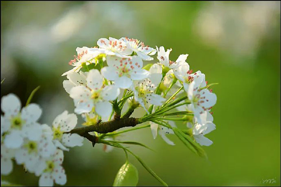 【春天，广西桂林灌阳县向您发出邀请！】我们在灌阳看梨花 - 游山玩水 - 朝阳生活社区 - 朝阳28生活网 cy.28life.com