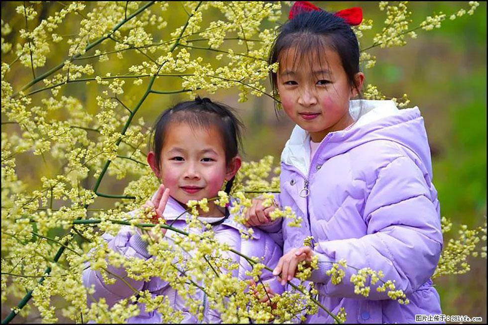 【春天，广西桂林灌阳县向您发出邀请！】米珠山前有片山苍子花在飘香 - 游山玩水 - 朝阳生活社区 - 朝阳28生活网 cy.28life.com