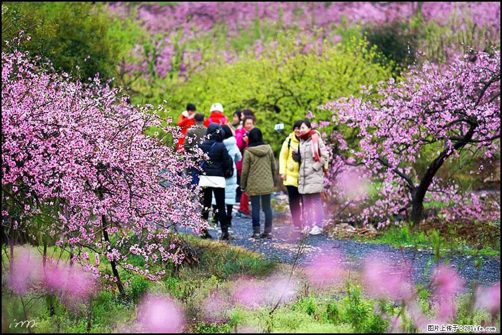 【春天，广西桂林灌阳县向您发出邀请！】官庄村有个醉美的桃花园 - 游山玩水 - 朝阳生活社区 - 朝阳28生活网 cy.28life.com