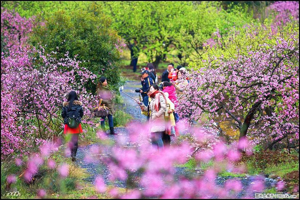 【春天，广西桂林灌阳县向您发出邀请！】官庄村有个醉美的桃花园 - 游山玩水 - 朝阳生活社区 - 朝阳28生活网 cy.28life.com