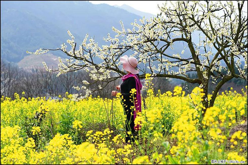 【春天，广西桂林灌阳县向您发出邀请！】长坪村油菜盛情花开 - 游山玩水 - 朝阳生活社区 - 朝阳28生活网 cy.28life.com