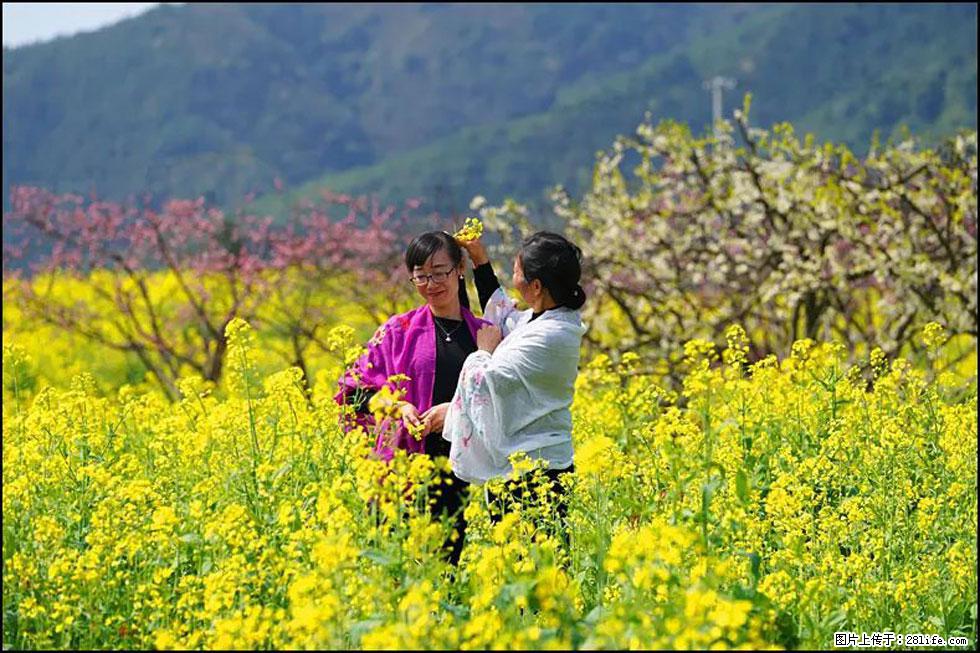 【春天，广西桂林灌阳县向您发出邀请！】长坪村油菜盛情花开 - 游山玩水 - 朝阳生活社区 - 朝阳28生活网 cy.28life.com