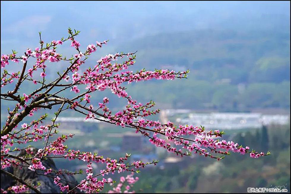 【春天，广西桂林灌阳县向您发出邀请！】望月岭上桃花开 - 游山玩水 - 朝阳生活社区 - 朝阳28生活网 cy.28life.com