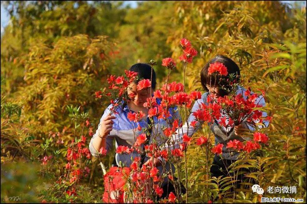 【春天，广西桂林灌阳县向您发出邀请！】登麒麟山，相约映山红 - 游山玩水 - 朝阳生活社区 - 朝阳28生活网 cy.28life.com