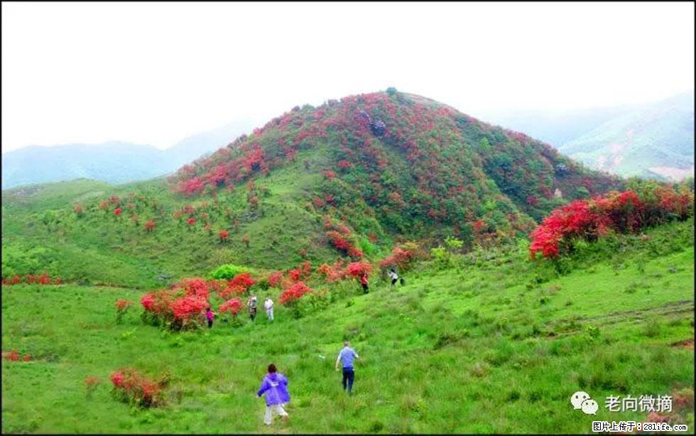 【春天，广西桂林灌阳县向您发出邀请！】宝盖山上映山红 - 游山玩水 - 朝阳生活社区 - 朝阳28生活网 cy.28life.com