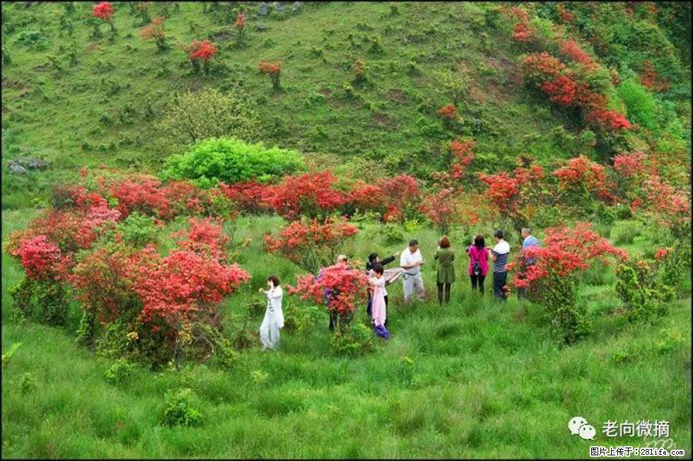 【春天，广西桂林灌阳县向您发出邀请！】宝盖山上映山红 - 游山玩水 - 朝阳生活社区 - 朝阳28生活网 cy.28life.com