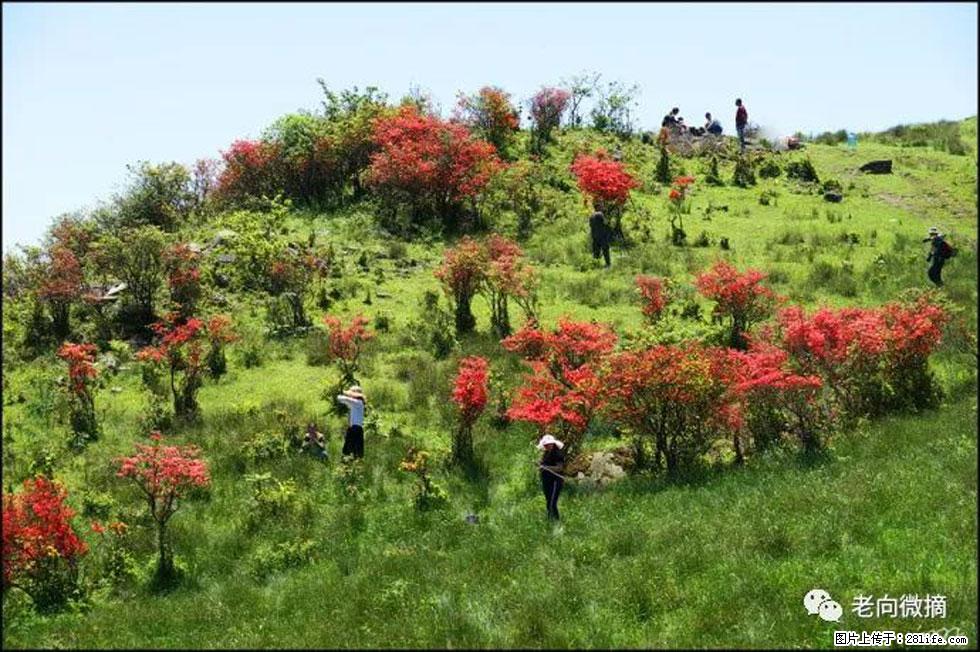 【春天，广西桂林灌阳县向您发出邀请！】宝盖山上映山红 - 游山玩水 - 朝阳生活社区 - 朝阳28生活网 cy.28life.com