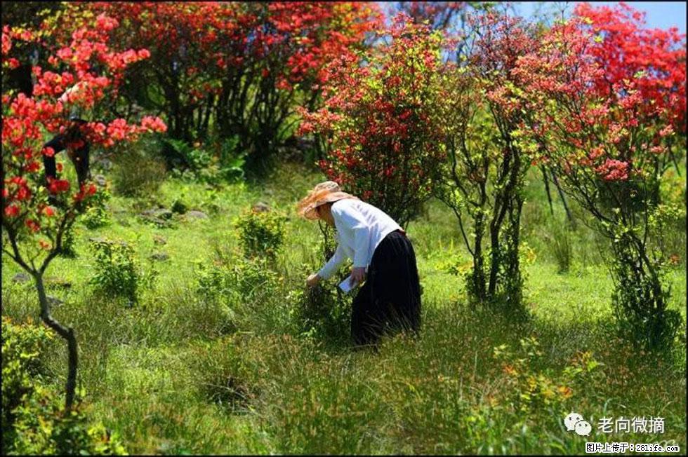 【春天，广西桂林灌阳县向您发出邀请！】宝盖山上映山红 - 游山玩水 - 朝阳生活社区 - 朝阳28生活网 cy.28life.com