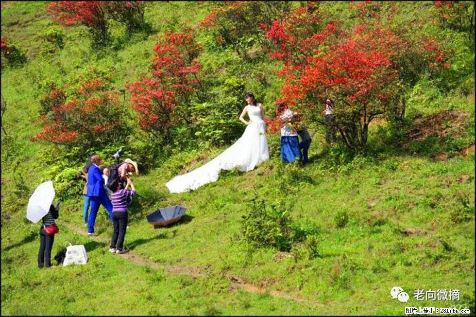 【春天，广西桂林灌阳县向您发出邀请！】宝盖山上映山红 - 游山玩水 - 朝阳生活社区 - 朝阳28生活网 cy.28life.com