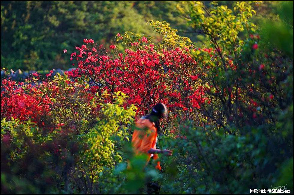 【春天，广西桂林灌阳县向您发出邀请！】春木界上映山红 - 游山玩水 - 朝阳生活社区 - 朝阳28生活网 cy.28life.com