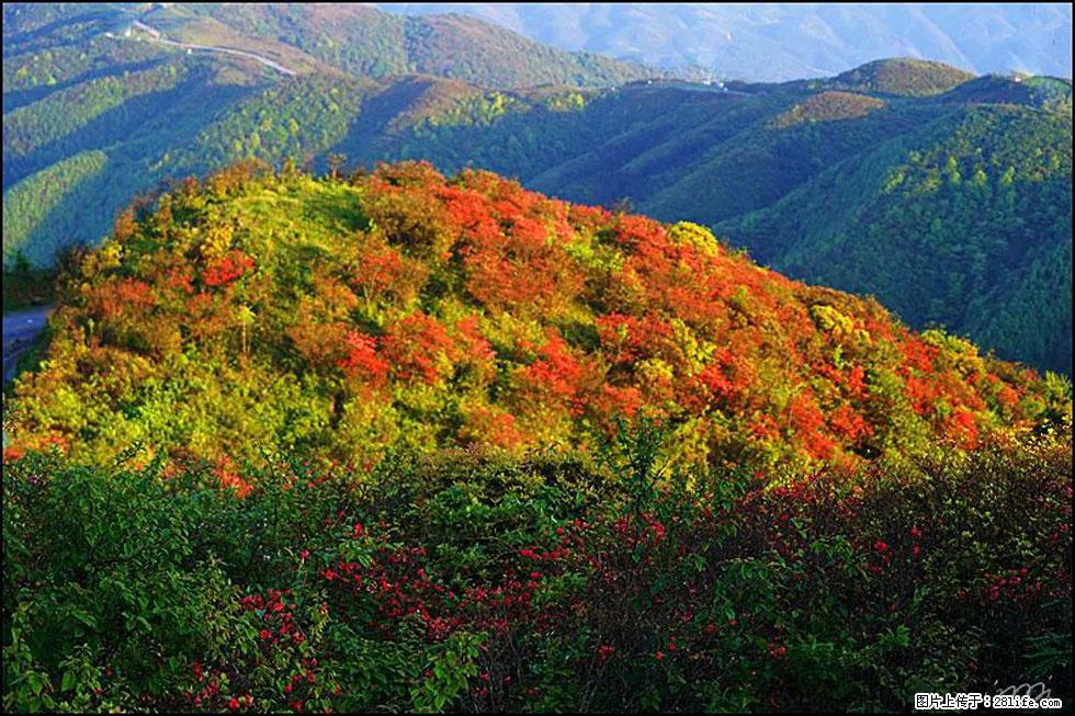 【春天，广西桂林灌阳县向您发出邀请！】春木界上映山红 - 游山玩水 - 朝阳生活社区 - 朝阳28生活网 cy.28life.com