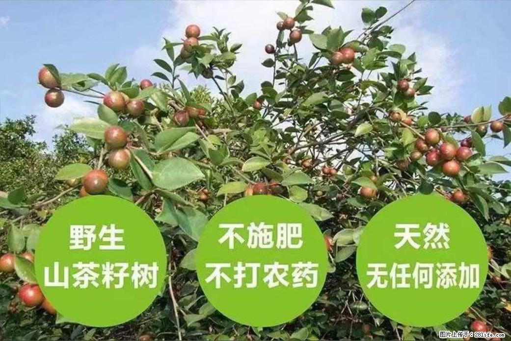 【灌阳县油茶产业示范区】一个有着充实的精神生活的人,对待身外之物自会有一种淡泊的态度 - 美食天地 - 朝阳生活社区 - 朝阳28生活网 cy.28life.com