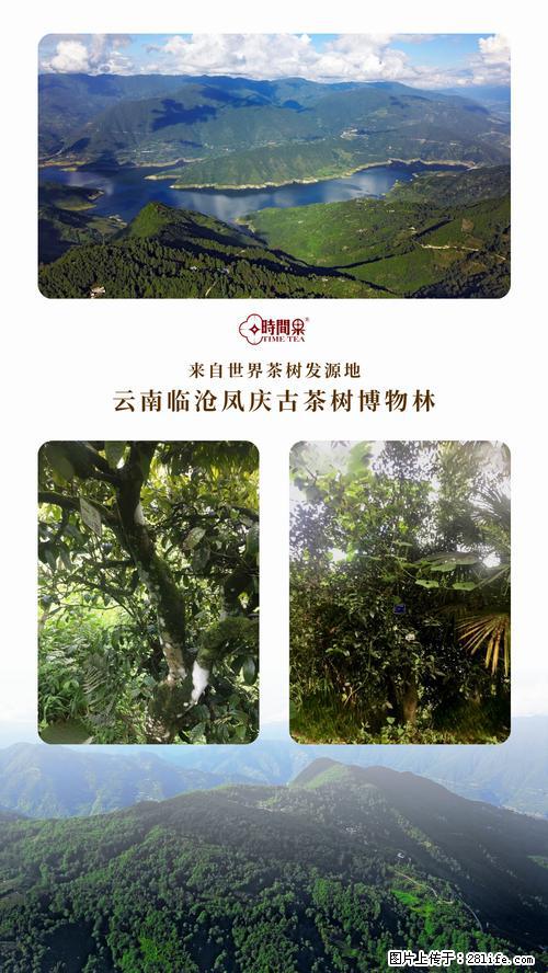 时间果百年古树2025年春红茶 - 购物交流 - 朝阳生活社区 - 朝阳28生活网 cy.28life.com