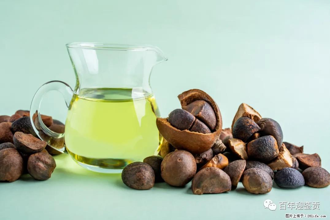 世界没有真相，只有认知，最好的食用油是中国的山茶油！ - 朝阳生活资讯 - 朝阳28生活网 cy.28life.com