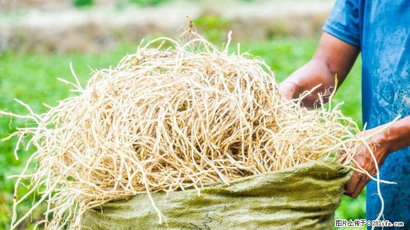 堪称“最难吃”的蔬菜，却是 “抗辐射神器”，还能护肺、清热、止咳化痰！ - 朝阳生活资讯 - 朝阳28生活网 cy.28life.com