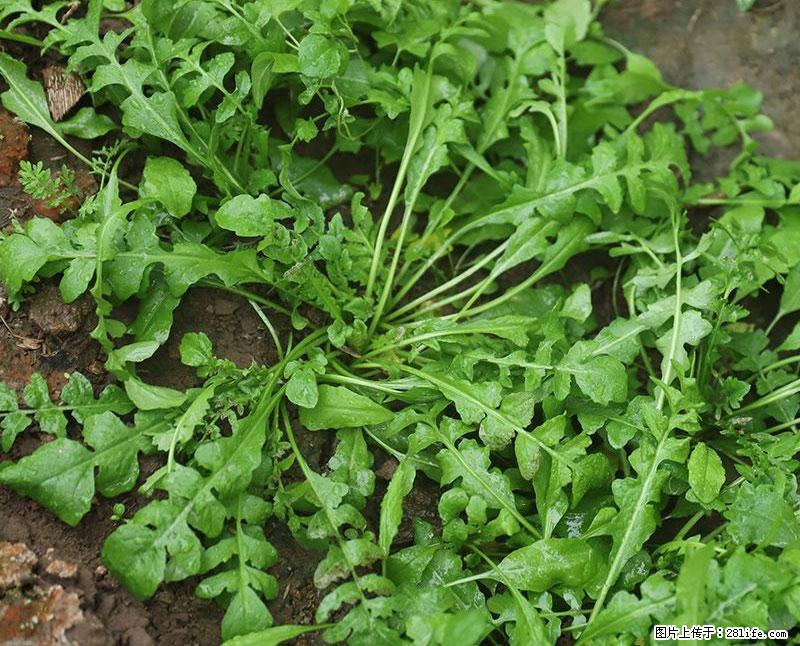 这些蔬菜是“天然钙片”，这6种被医生重点推荐 - 朝阳生活资讯 - 朝阳28生活网 cy.28life.com