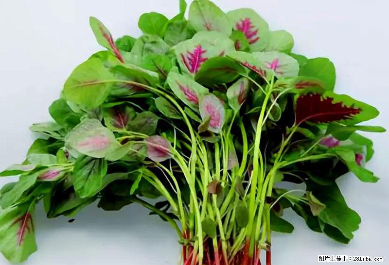 这些蔬菜是“天然钙片”，这6种被医生重点推荐 - 朝阳生活资讯 - 朝阳28生活网 cy.28life.com