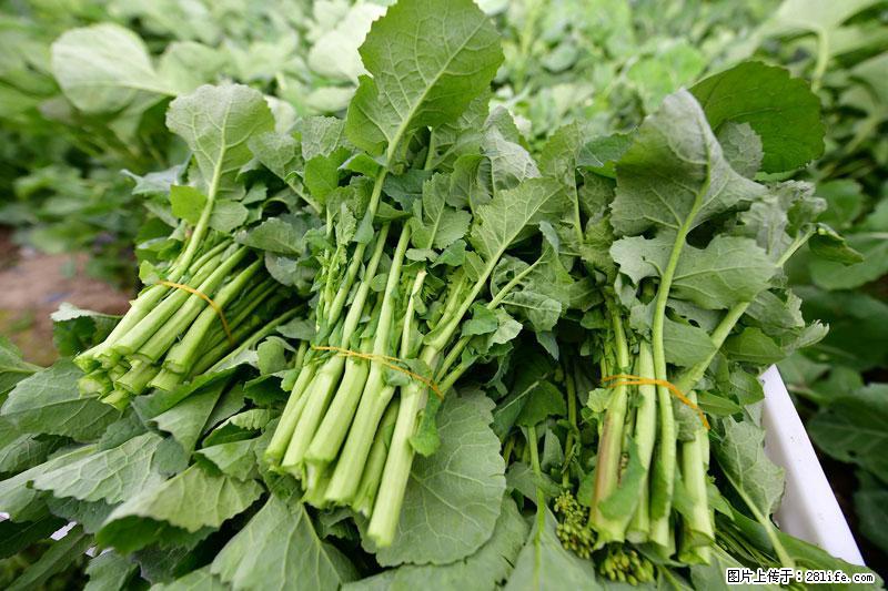 这些蔬菜是“天然钙片”，这6种被医生重点推荐 - 朝阳生活资讯 - 朝阳28生活网 cy.28life.com